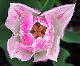 Pink & White Tulip_DSCF02272.4